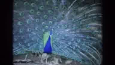 California USA (1969): Watching The Beauty Of A Peacock Bird As It Spreads Her