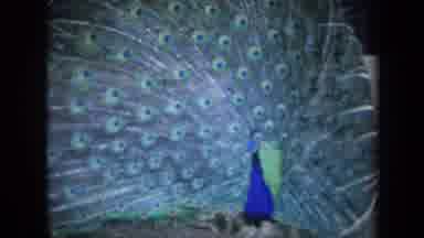 California USA (1969): A Proud Peacock Bass In The Gentle Breeze Of Day