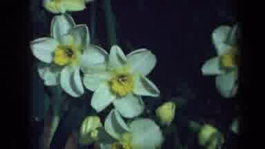 California USA (1969): Flower From A Yard And A Fast Peak On A Peacock
