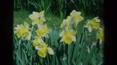 California USA (1969): Wild Yellow Flowers And Grass Blowing From The Calm Wind