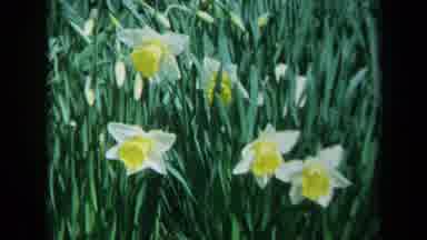 California USA (1969): White And Yellow Flowers In A Field