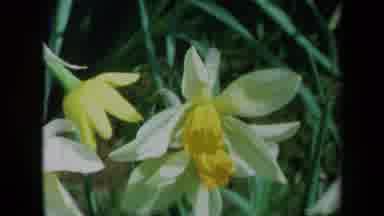 California USA (1969): Flower Garden Close-Up