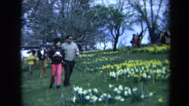 CALIFORNIA USA-1969: A Couple Walking Through Yellow And White Daffodils