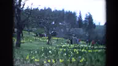 California USA (1969): Crowd Of People Walking In A Field Of Yellow And White