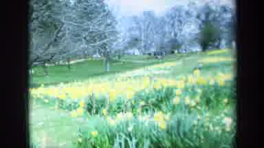 California USA (1969): Flower Garden Grass Trees Yellow Sky Cloud Human Play