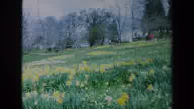 California USA (1969): People Frolicking In A Flower Field