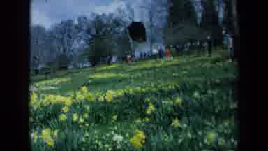 California USA (1969): Pigs Roaming In The Mud And Grass And A Packed Event