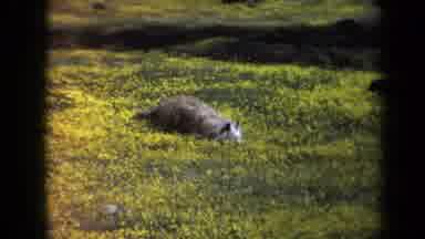 California USA (1969): Small Brown Dog With A Short Tail And Hairy Face Sniffing A