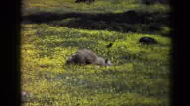 California USA (1969): Small Black Dog Digs And Rolls Around In A Field Of Yellow