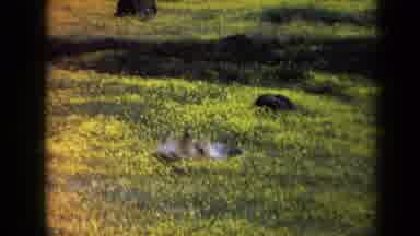 California USA (1969): Fluffy Dog Rubbing His Back In A Field Of Grass