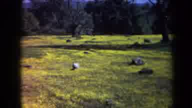 California USA (1969): Woman And The Park Plays With Cairn Terrier On A Beautiful