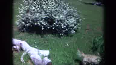 California USA (1969): Tricks The Dog Looking For Her Ball
