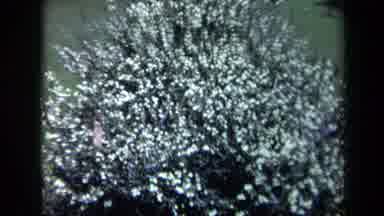 California USA (1969): Plant In The Park