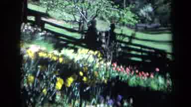 California USA (1969): Yellow And Red Flowers Blowing In Front Of A Fence
