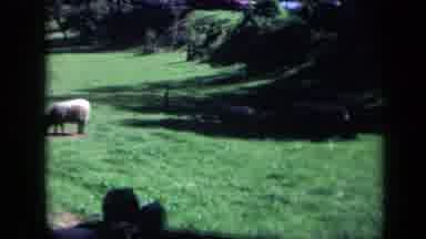 California USA (1969): Multiple Sheep Or Lamb Roaming The Farm Near Pretty