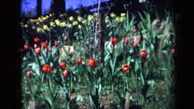 California USA (1969): Beautiful Red And Yellow Tulips In A Field With Long Green
