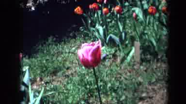 California USA (1969): One Single Pink Flower Swaying In The Wind On A Bed Of
