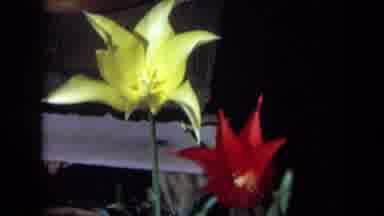 California USA (1969): Flowers In A Garden