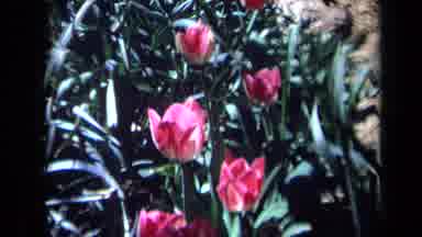 California USA (1969): Zoom In View Of Pink Tulip Flowers In Flower Bed