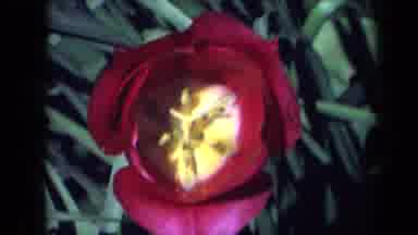 California USA (1969): Blossoming Flowers At The Park With Exotic Birds Create