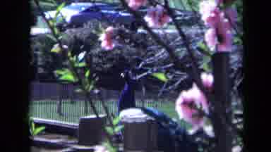 California USA (1969): A Beautiful Purple Bird Is Shown Through The Pink And Brown