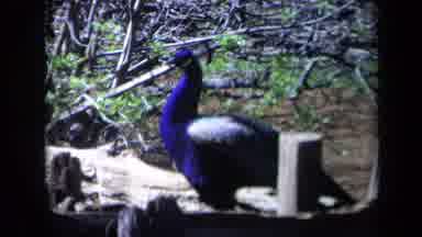 California USA (1969): Peacock Bird Free Roaming Zoo Grounds Showing Plumage Near