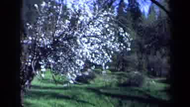 California USA (1969): A White Cotton Tree Blowing In The Wind During The Summer