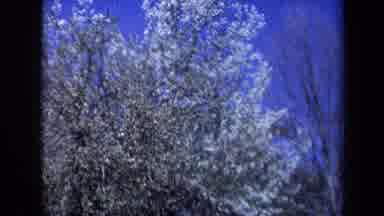 California USA (1969): Beautiful Blooming Tree And Blue Sky Above Old Wooden Fence