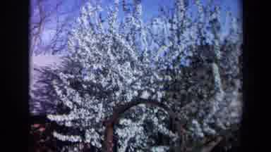California USA (1969): Spring In Sight