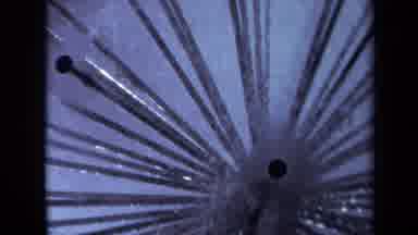 Sacramento California USA (1969): Electric Current Travels Down Multiple Stems