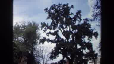 Annapolis USA (1970): Images Of Trees In Fall Perhaps At A University