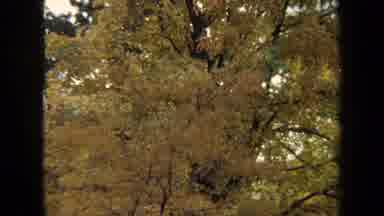 Annapolis USA (1970): Yellow Tree Zoomed In And Building Of Landmark White And