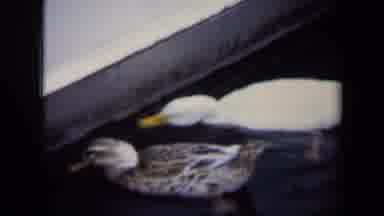 Annapolis USA (1970): Ducks Swimming Around In Water Catching Food With Their