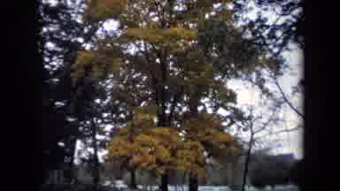 Washington DC USA (1970): A Tree With Yellow Leafs In A Graveyard And A Headstone