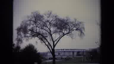 Washington DC USA (1970): A Tree And An American Flag In Front Of A A Windowed