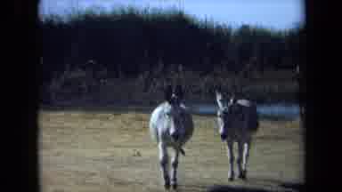 California USA (1971): Two Gray Donkeys Walk Towards The Camera Over Hard Dry Land