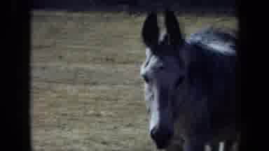 California USA (1971): A Donkey Drink In Water