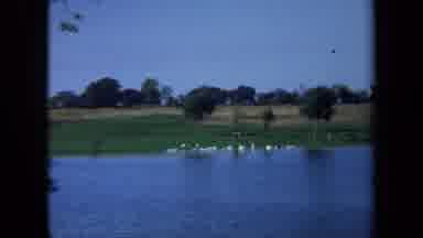California USA (1971): Camera Zooming Across A Lake Focusing On Geese While A Kid