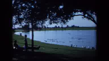 California USA (1971): Ducks And Geese Swimming Along A Lake Close To Shore