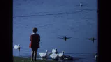 California USA-1971: Little Girl Feeding Geese and Ducks by Lake