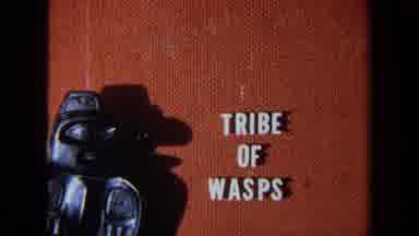 California USA (1971): Introduction Title To Tribe Of Wasps Then The Sylvan Semi