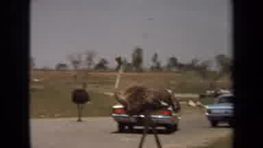 Laguna Hills California USA (1971): Gian Birds Are Roaming Around In The Street