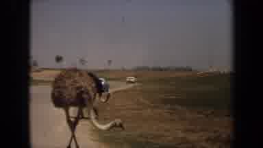 Laguna Hills California USA (1971): An Ostrich And Other Animals Interacting In A