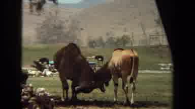 Laguna Hills California USA (1971): Horned Animals Giving Each Other A Little Love