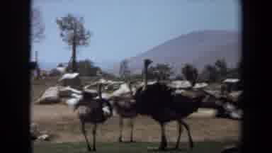 Laguna Hills California USA-1971: Antelope Fight and Ostriches Walk in Wildlife Park