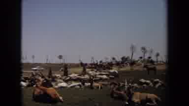 Laguna Hills California USA-1971: Antelope And Ostriches In A Desert Enclosure