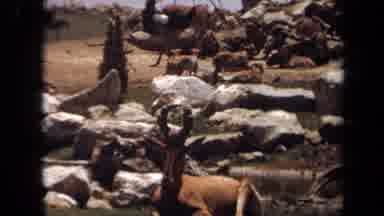 Laguna Hills California USA (1971): Safari Wildlife Eating And Relaxing Next To A