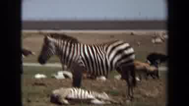 Laguna Hills California USA (1971): Antelope And Zebras