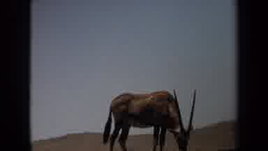 Laguna Hills California USA (1971): Gazelle Grazing And Zebra Roaming In The Wild