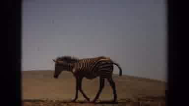 Laguna Hills California USA (1971): Zebra And Ostrich Free Roaming In Open Field